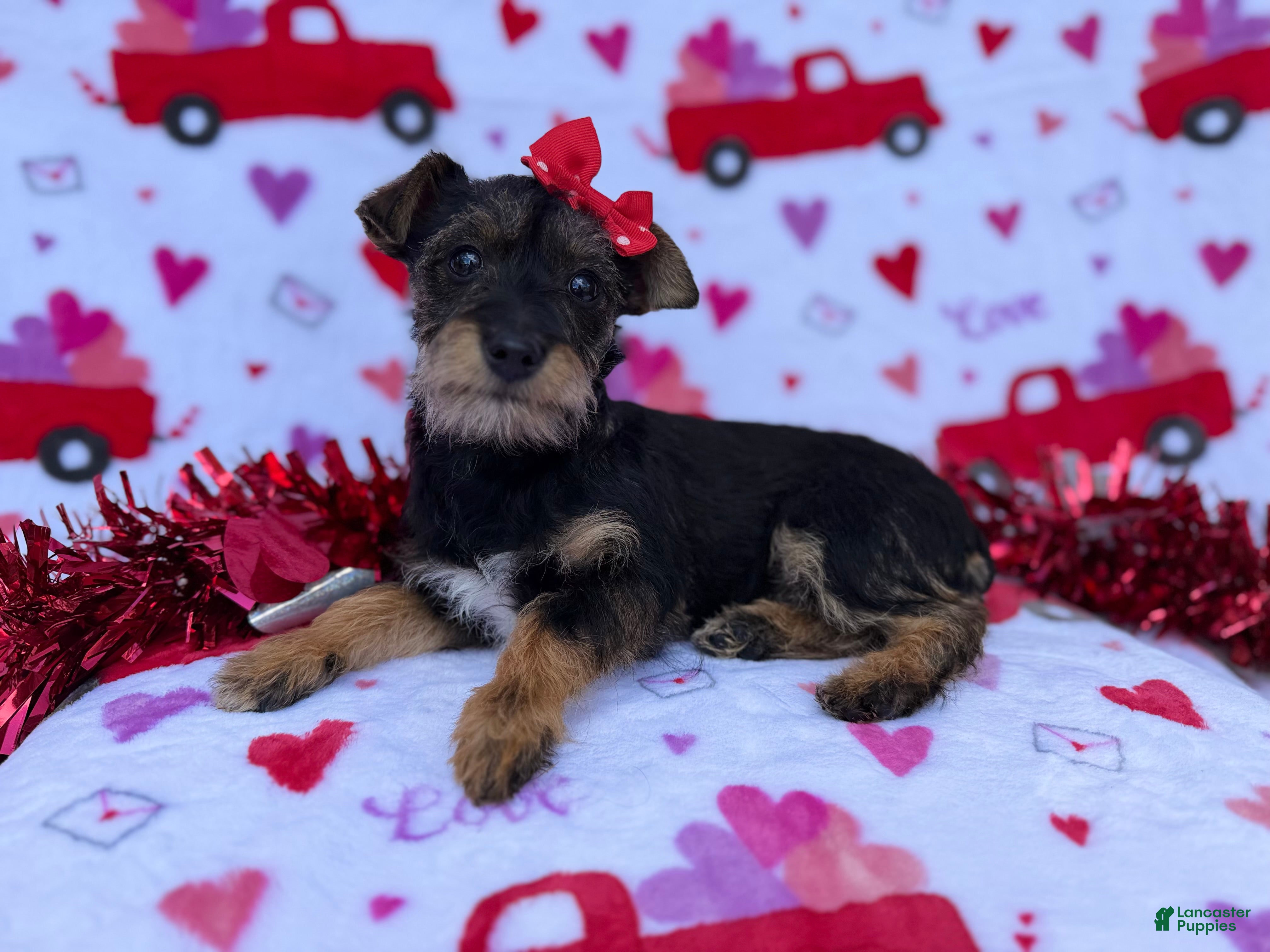 Miniature Schnauzer dogs Lulu - Ad 4