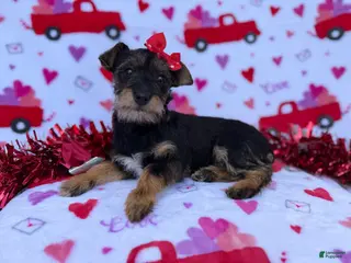 Miniature Schnauzer dogs Lulu - Ad 4