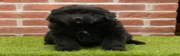 Newfoundland dogs for sale: Betsy - Ad 2