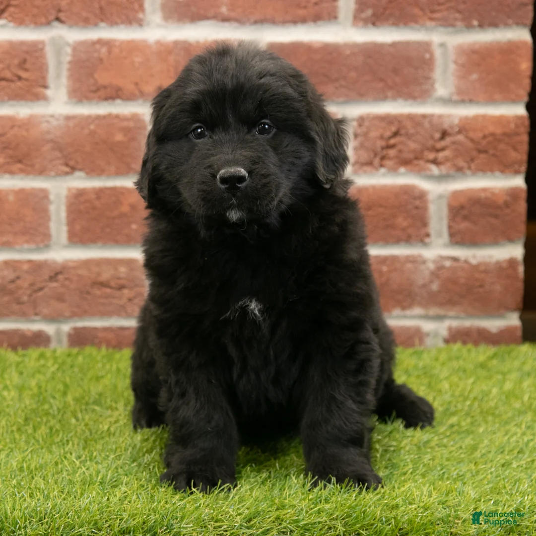 Newfoundland dogs for sale: Betsy - Ad 2