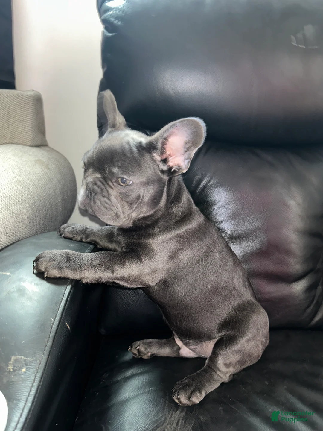 French Bulldog dogs for sale: French Bulldog Puppy 2 - Ad 4