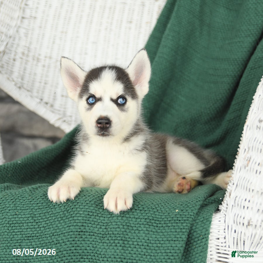 Siberian Husky dogs Vivian - Ad 2