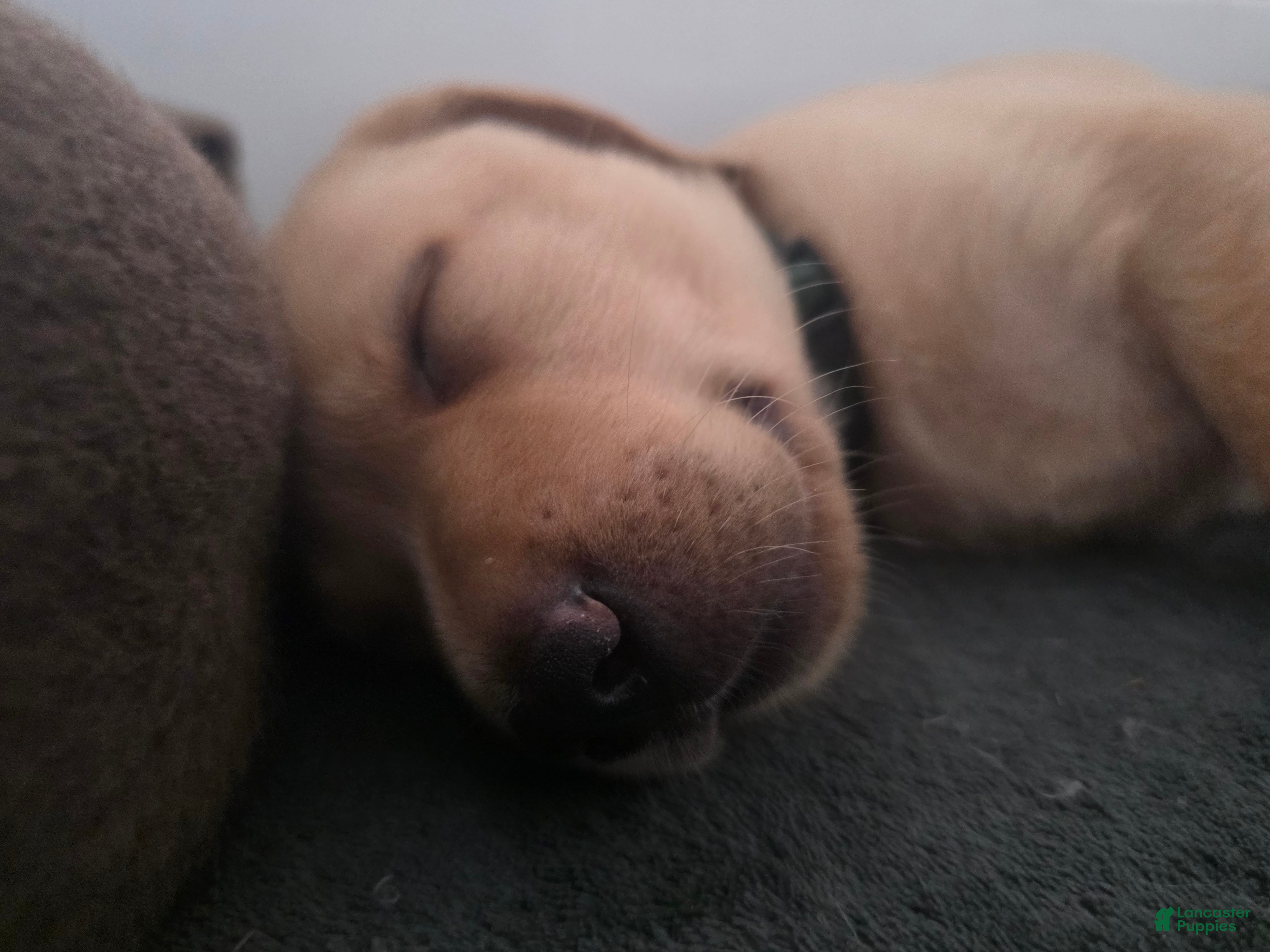 Labrador Retriever dogs Luigi - Ad 2
