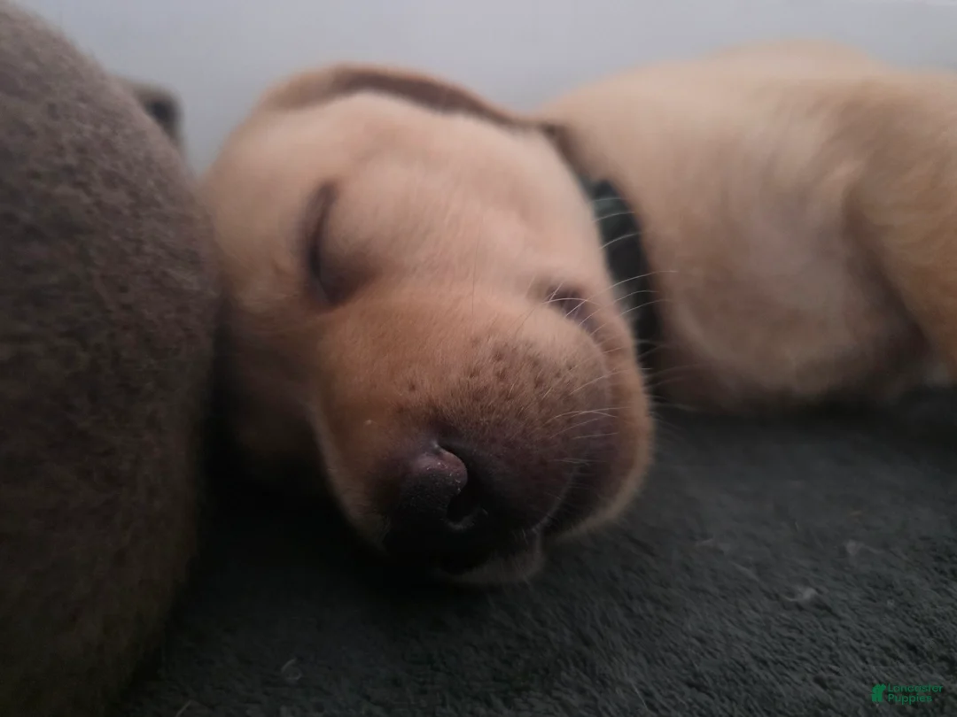 Labrador Retriever dogs for sale: Luigi - Ad 2