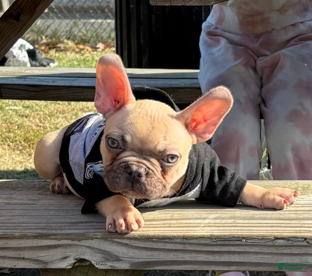 French Bulldog dogs for sale: Dobby - Ad 3