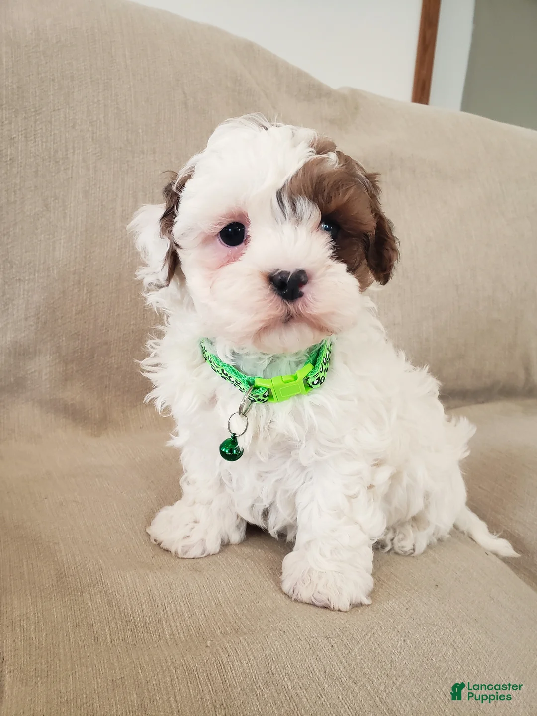 Shihpoo dogs for sale: AMIGO - Ad 1