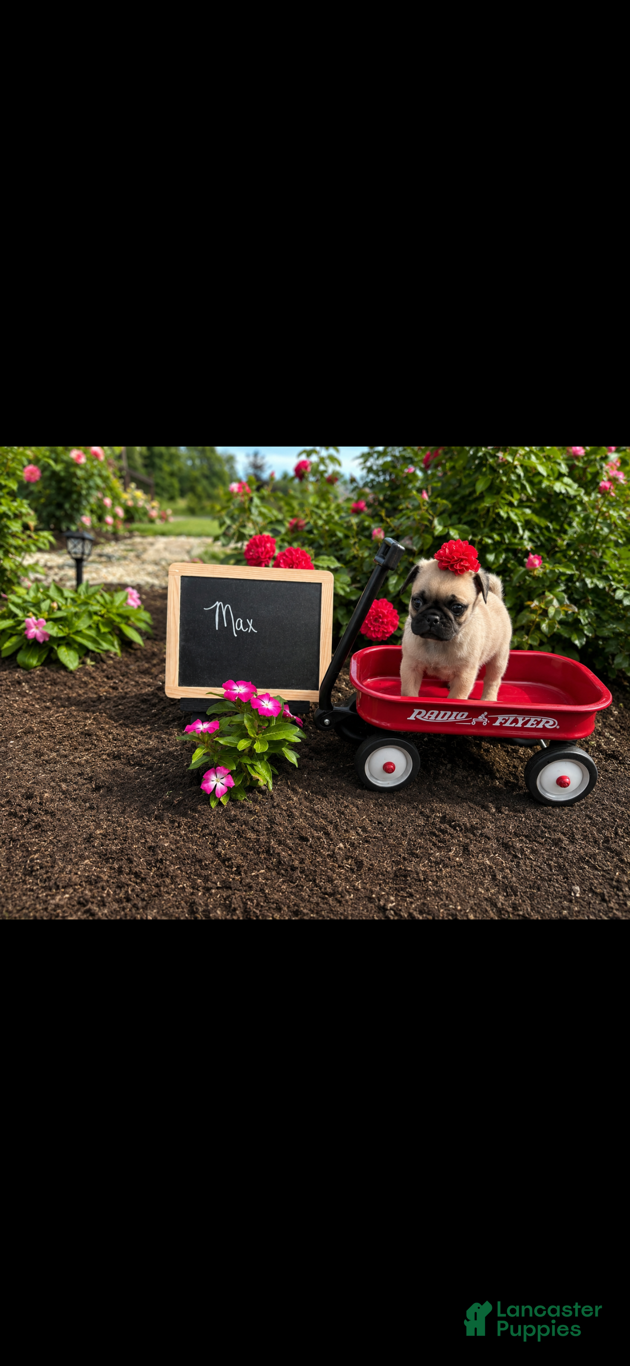 Pug dogs Max - Ad 2