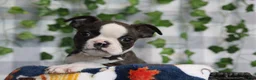 Boston Terrier dogs for sale: Koda - Ad 3
