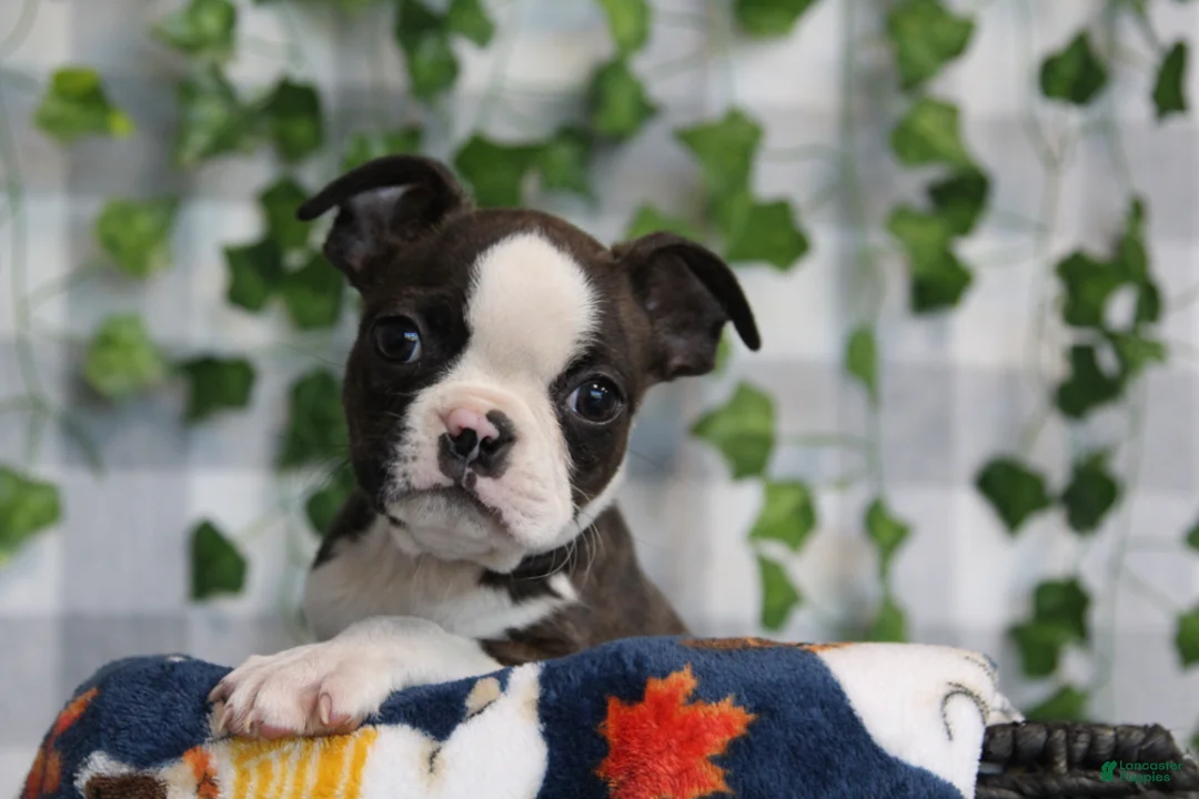 Boston Terrier dogs for sale: Koda - Ad 3