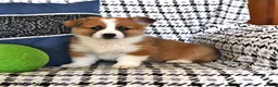 Welsh Corgi Pembroke dogs for sale: Oliver - Ad 2
