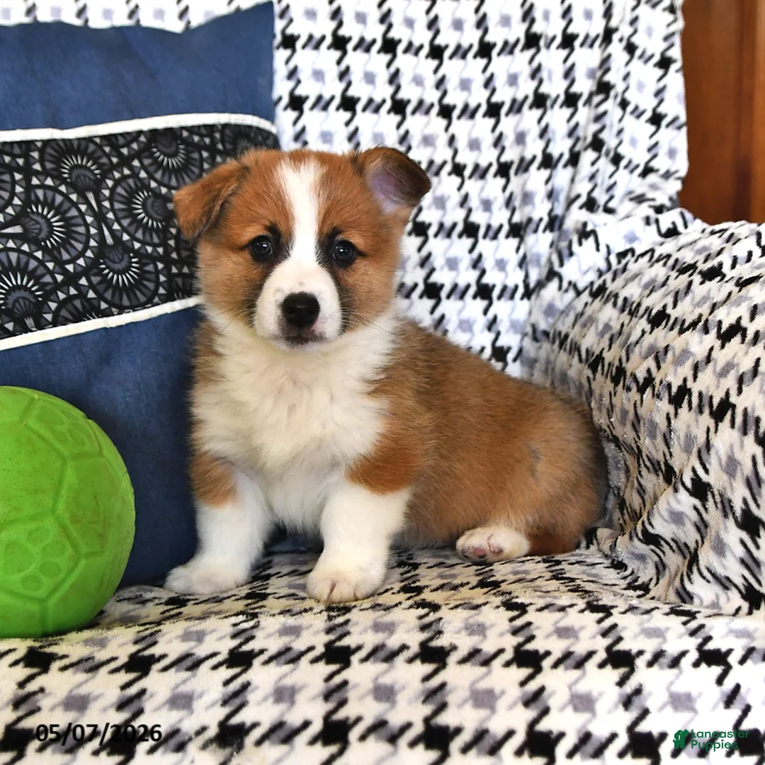 Welsh Corgi Pembroke dogs for sale: Oliver - Ad 2