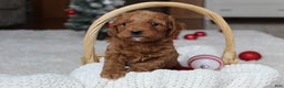 Cavapoochon dogs for sale: Melanie - Ad 5