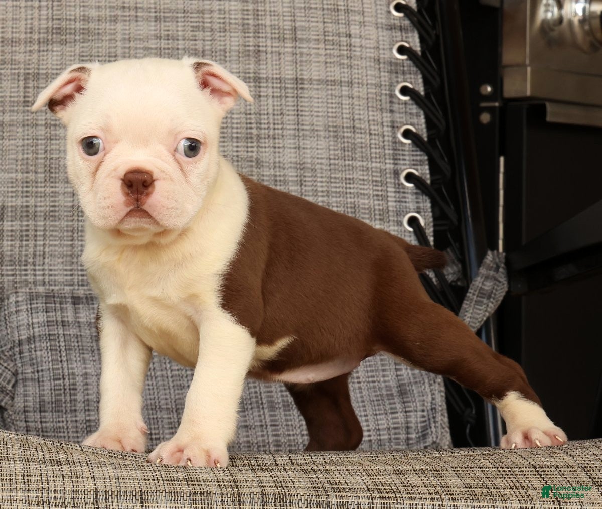 Boston Terrier dogs Wanda - Ad 1