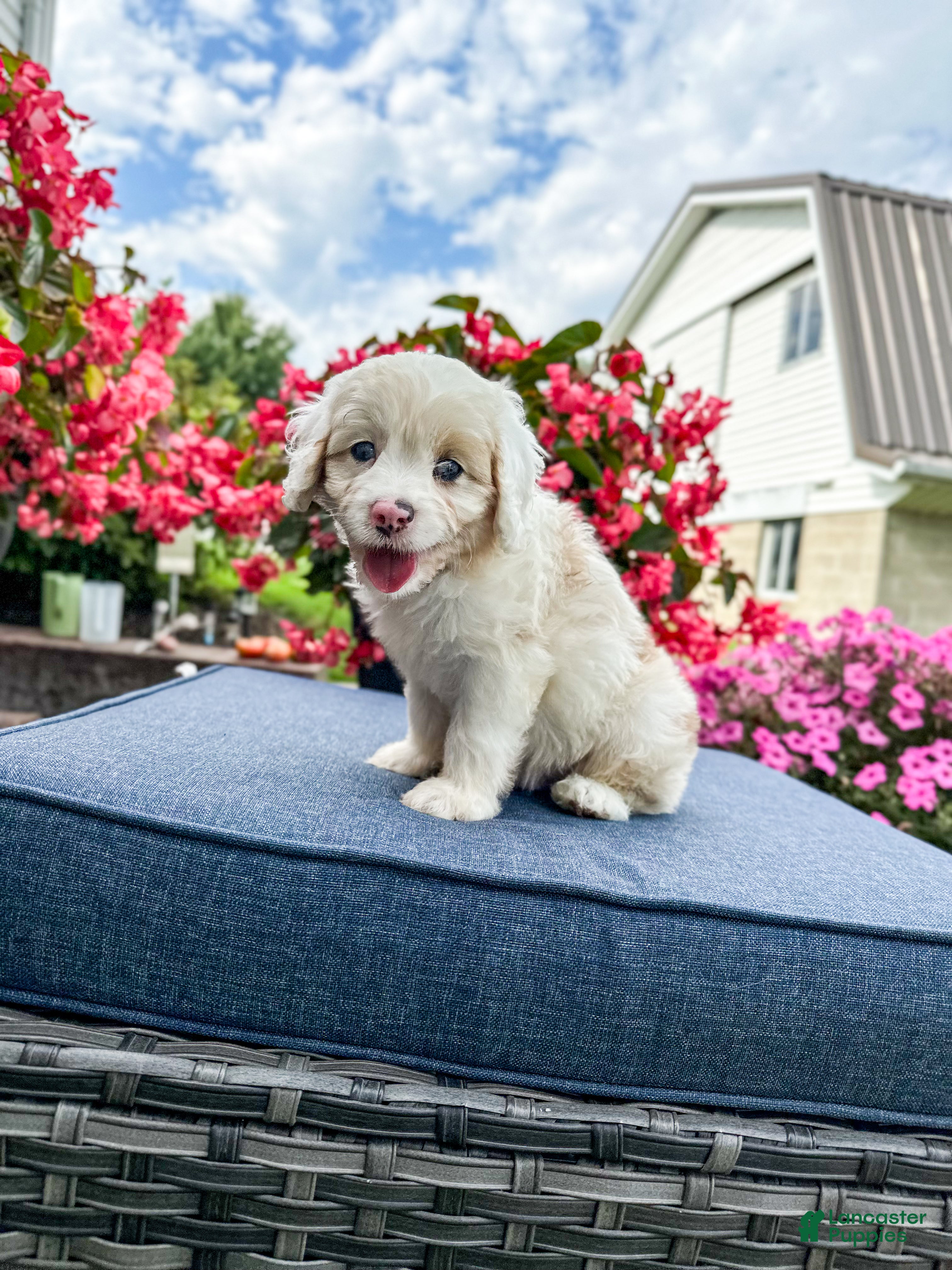Cavapoo dogs Beau - Ad 1