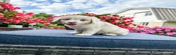 Cavapoo dogs for sale: Beau - Ad 1
