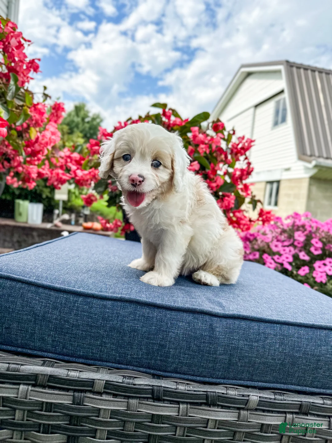 Cavapoo dogs for sale: Beau - Ad 1
