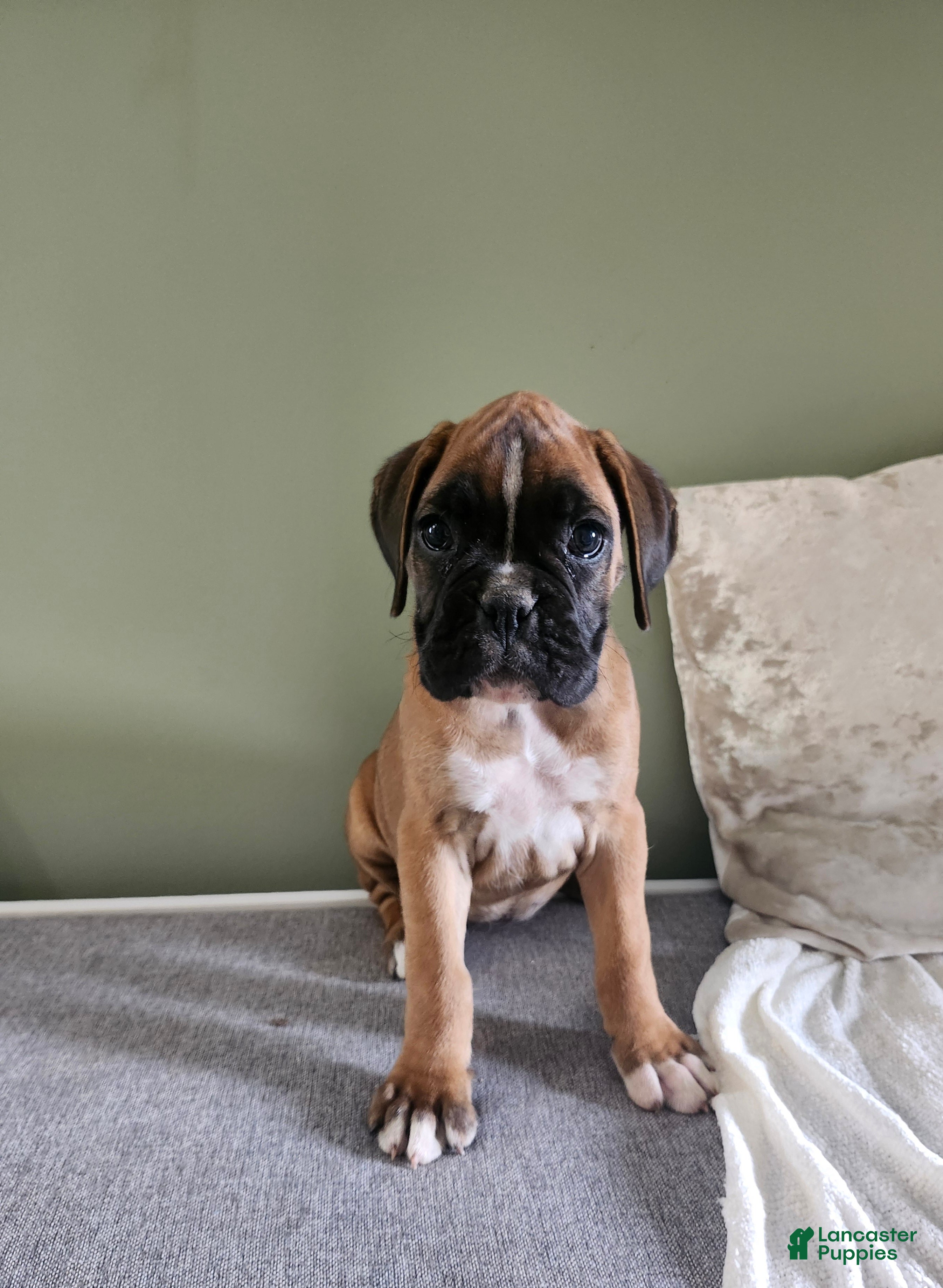 Boxer dogs Jayla  - Ad 1