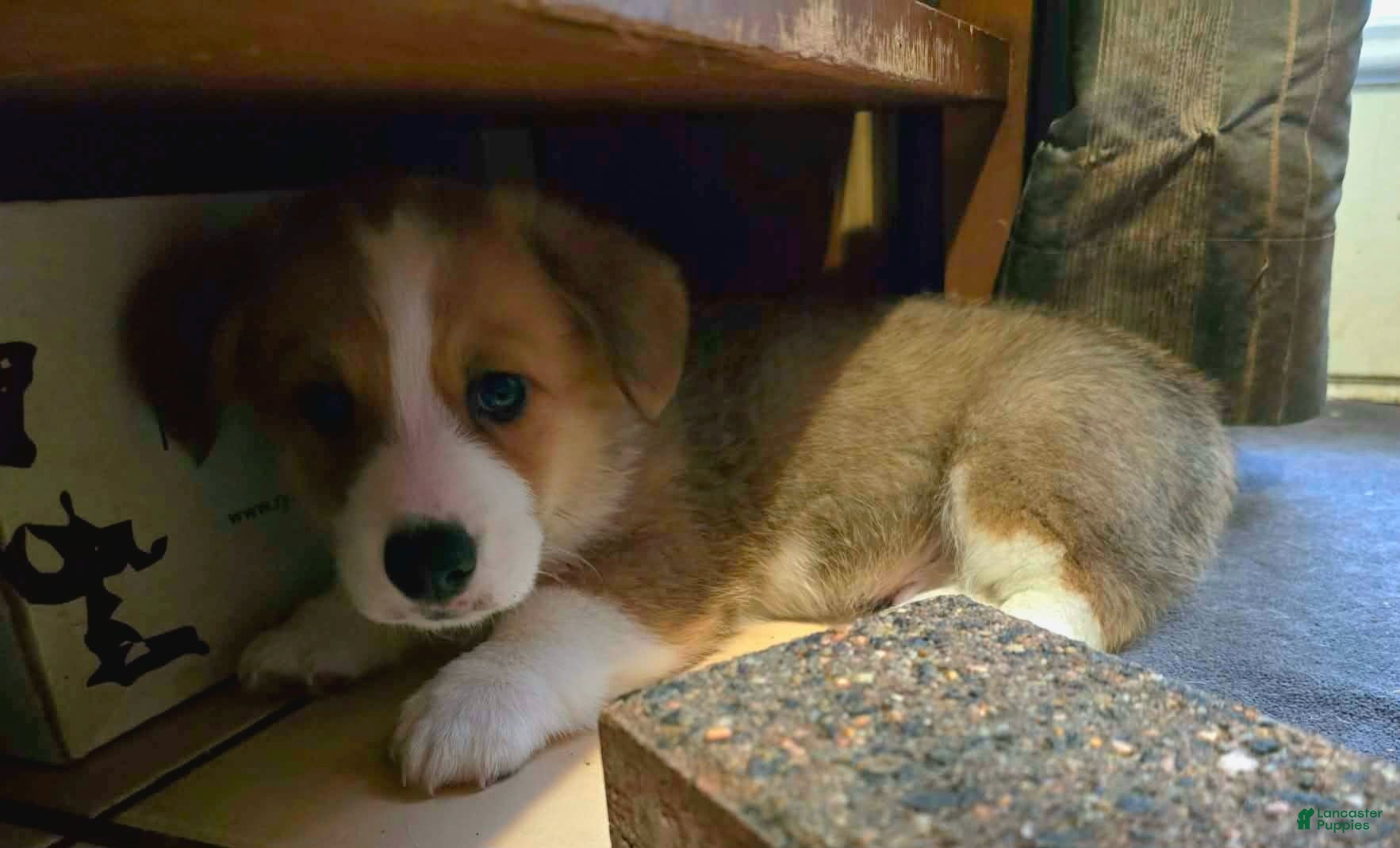 Welsh Corgi Pembroke dogs Welsh Corgi Pembroke 4 - Ad 1