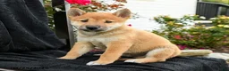 Shiba Inu dogs for sale: Yoshi - Ad 3