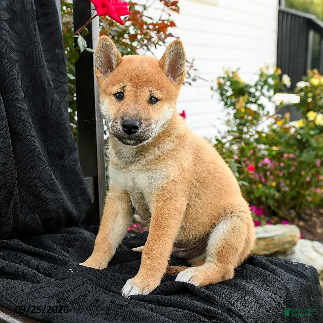 Shiba Inu dogs for sale: Yoshi - Ad 3