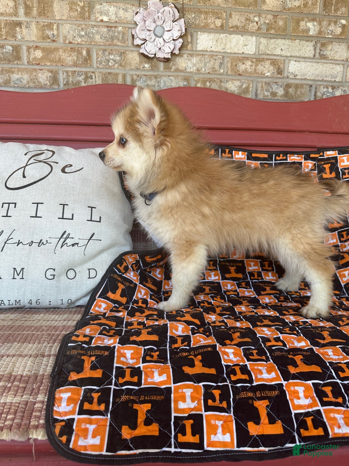 Pomsky dogs Rocky - Ad 40