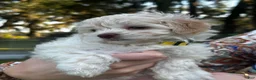 Maltipoo dogs for sale: Betsie - Ad 3