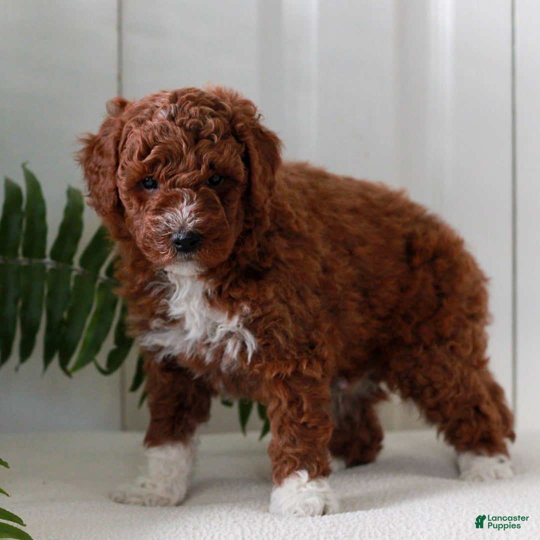 Mini Goldendoodle dogs for sale: Jax  - Ad 2