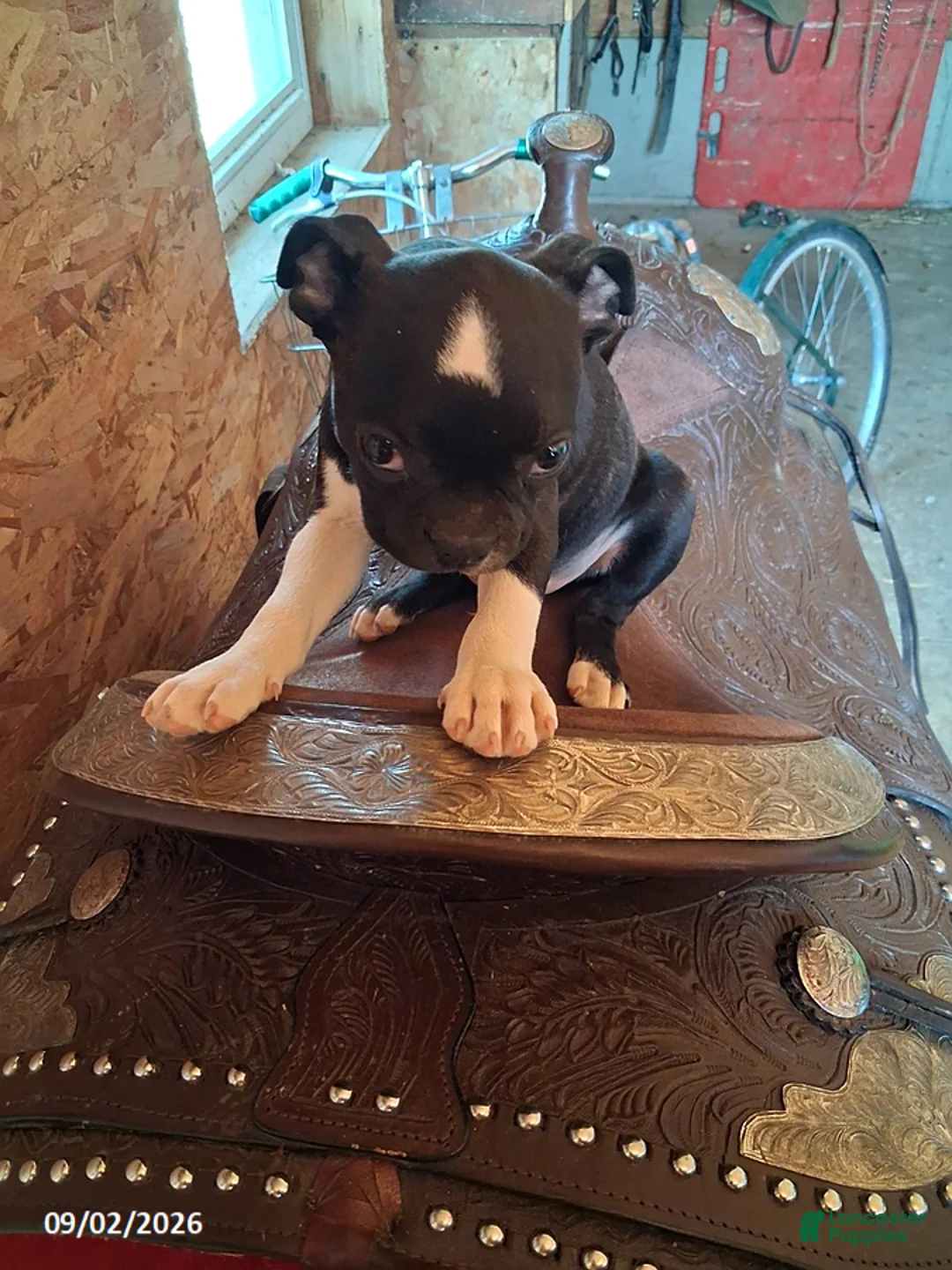 Boston Terrier dogs for sale: Joel - Ad 5