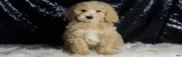 Mini Goldendoodle dogs for sale: Chevy - Ad 5