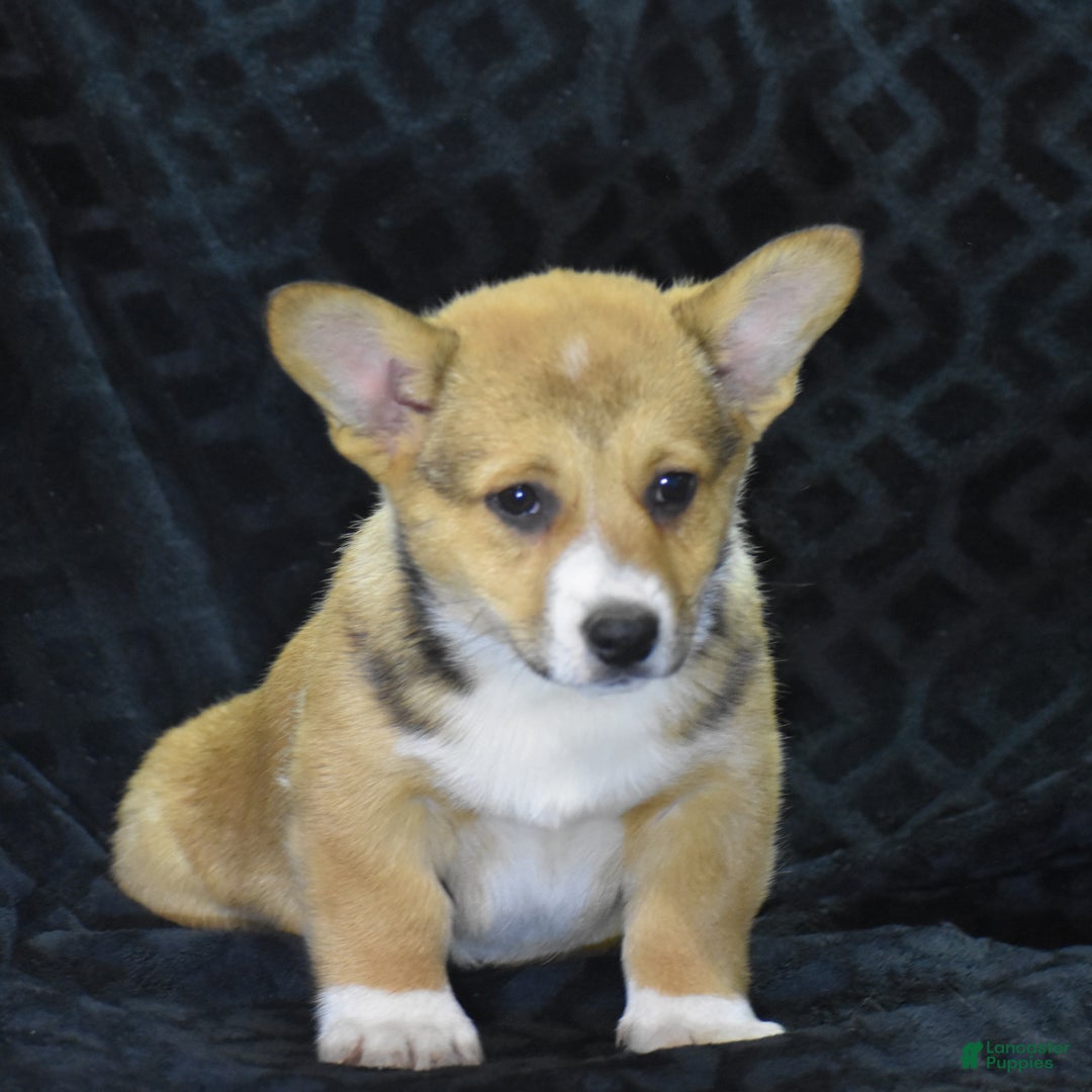 Welsh Corgi Pembroke dogs for sale: Milkyway - Ad 2