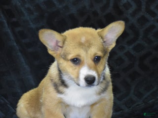 Welsh Corgi Pembroke dogs Milkyway - Ad 10