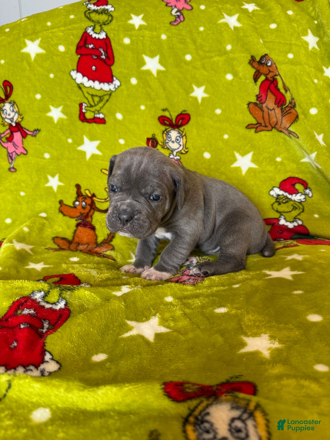 Cane Corso dogs for sale: Cane Corso Puppy 5 - Ad 6