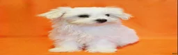 Maltese dogs for sale: Brooke - Ad 4