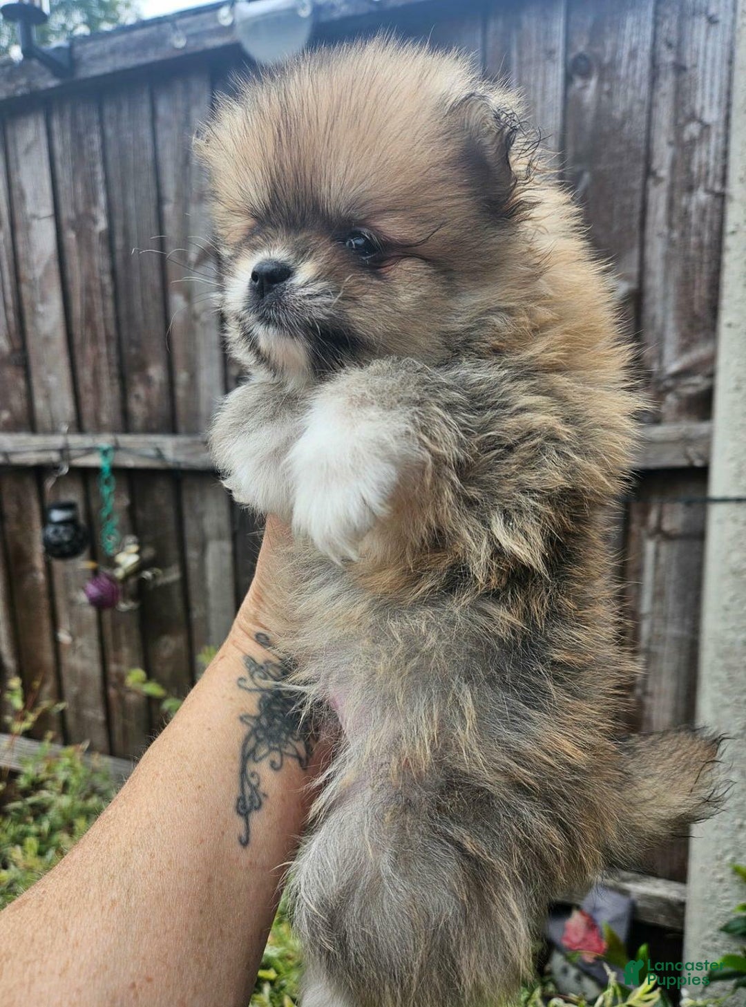 Pomeranian dogs for sale: Naya - Ad 6