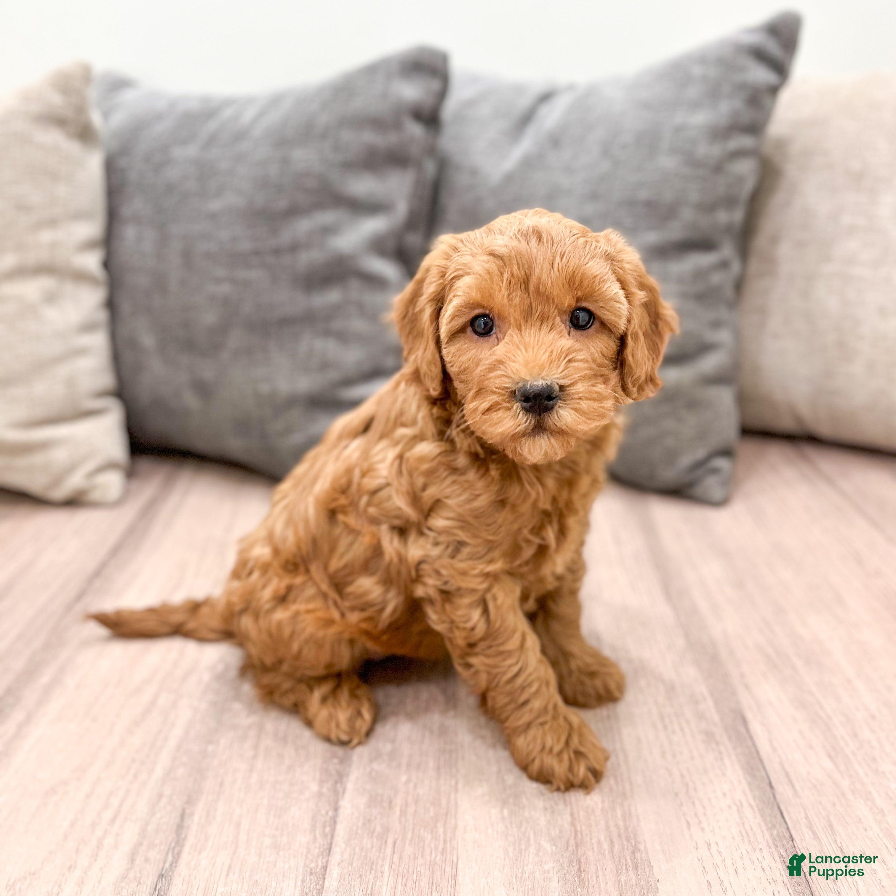 Goldendoodle dogs Betty - Ad 1