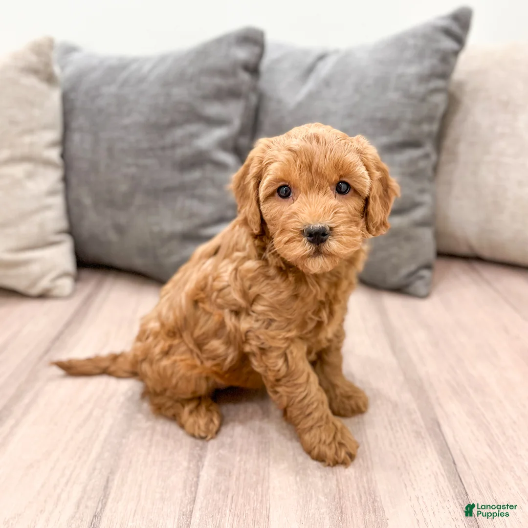 Goldendoodle dogs for sale: Betty - Ad 1