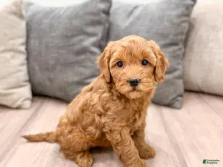 Goldendoodle dogs for sale: Betty - Ad 1