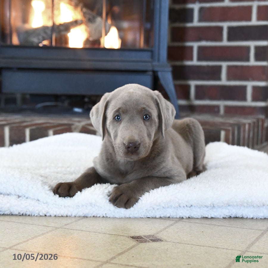 Labrador Retriever dogs Smokey - Ad 1
