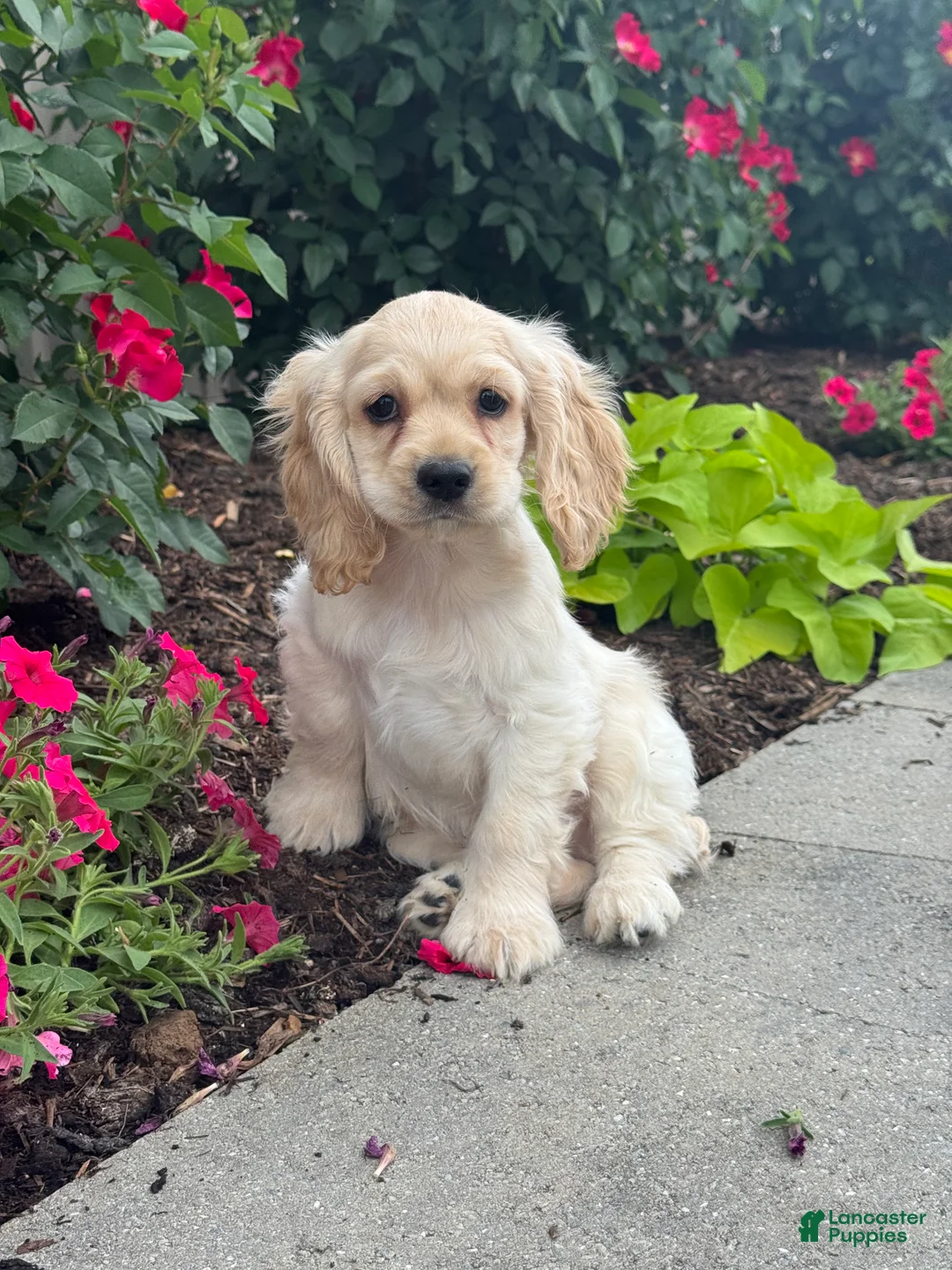 Cocker Spaniel dogs for sale: Chico - Ad 1