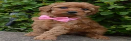 Mini Goldendoodle dogs for sale: Mini Gabby - Ad 7