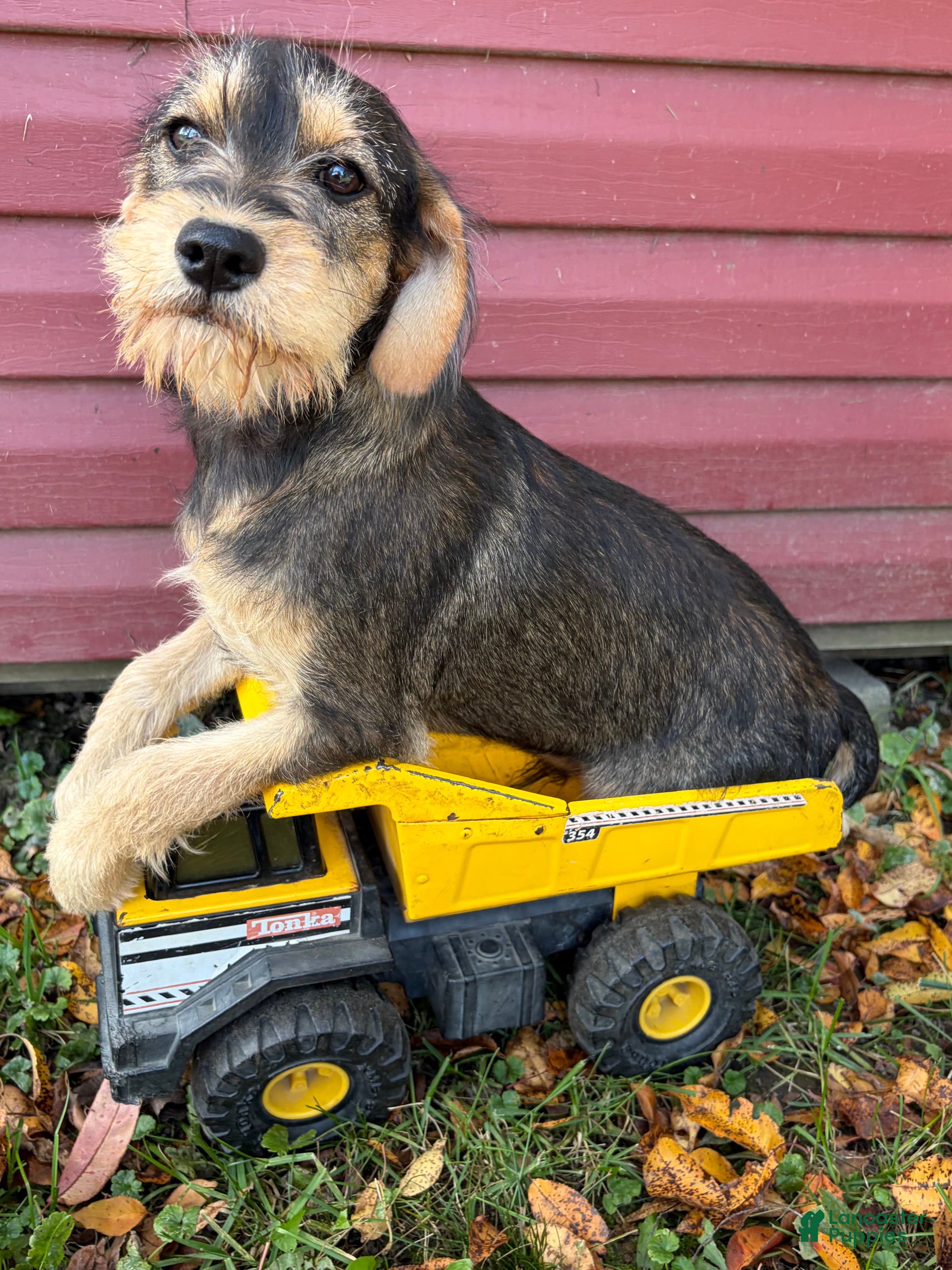 Schnoodle dogs Theodore - Ad 1