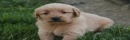 Golden Retriever dogs for sale: Amy Golden Retriever  - Ad 5