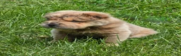 Shar Pei dogs for sale: Roman - Ad 34
