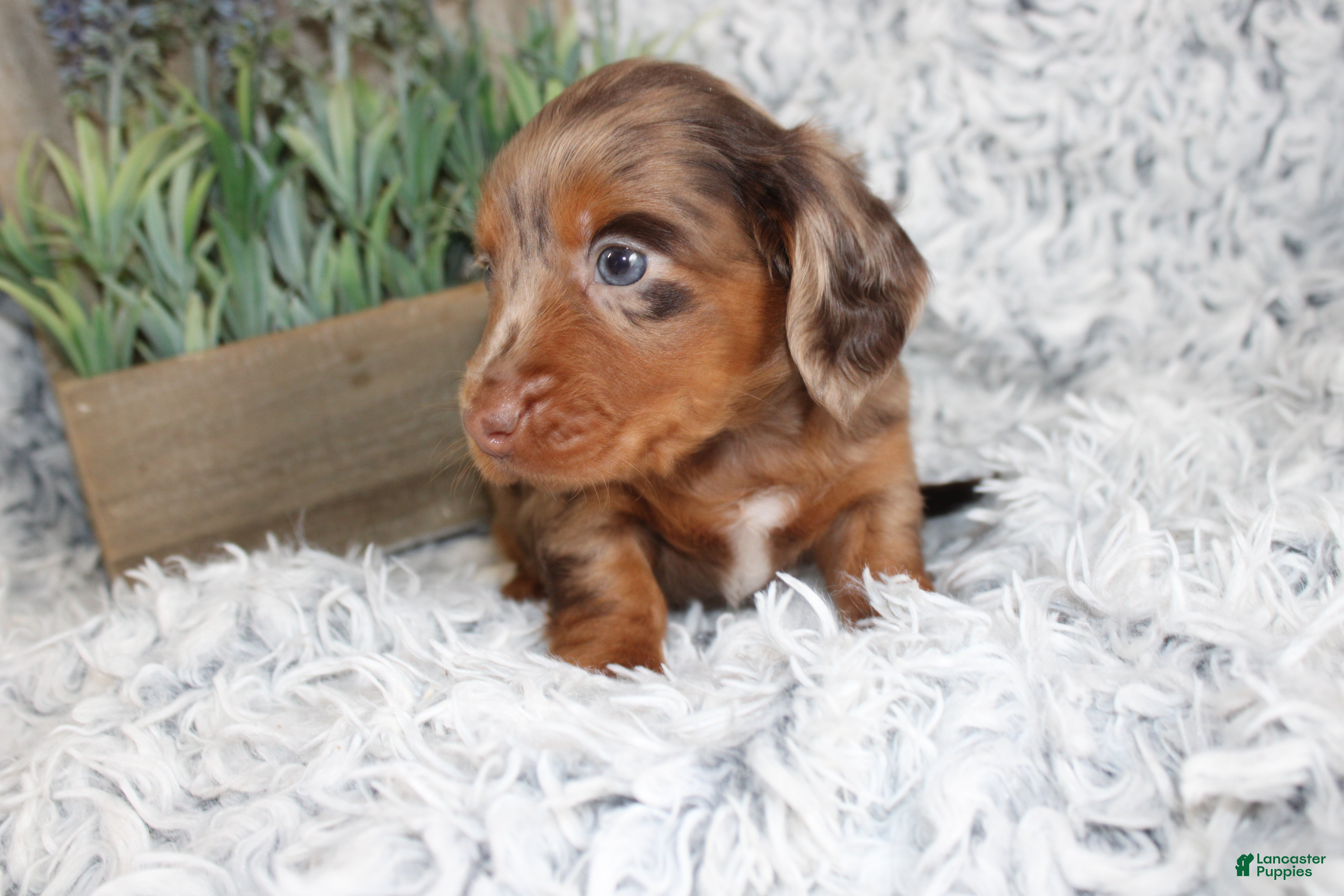 Dachshund dogs PATCH - Ad 1