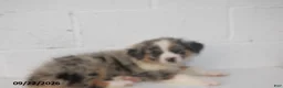 Australian Shepherd dogs for sale: Baxter - Ad 4