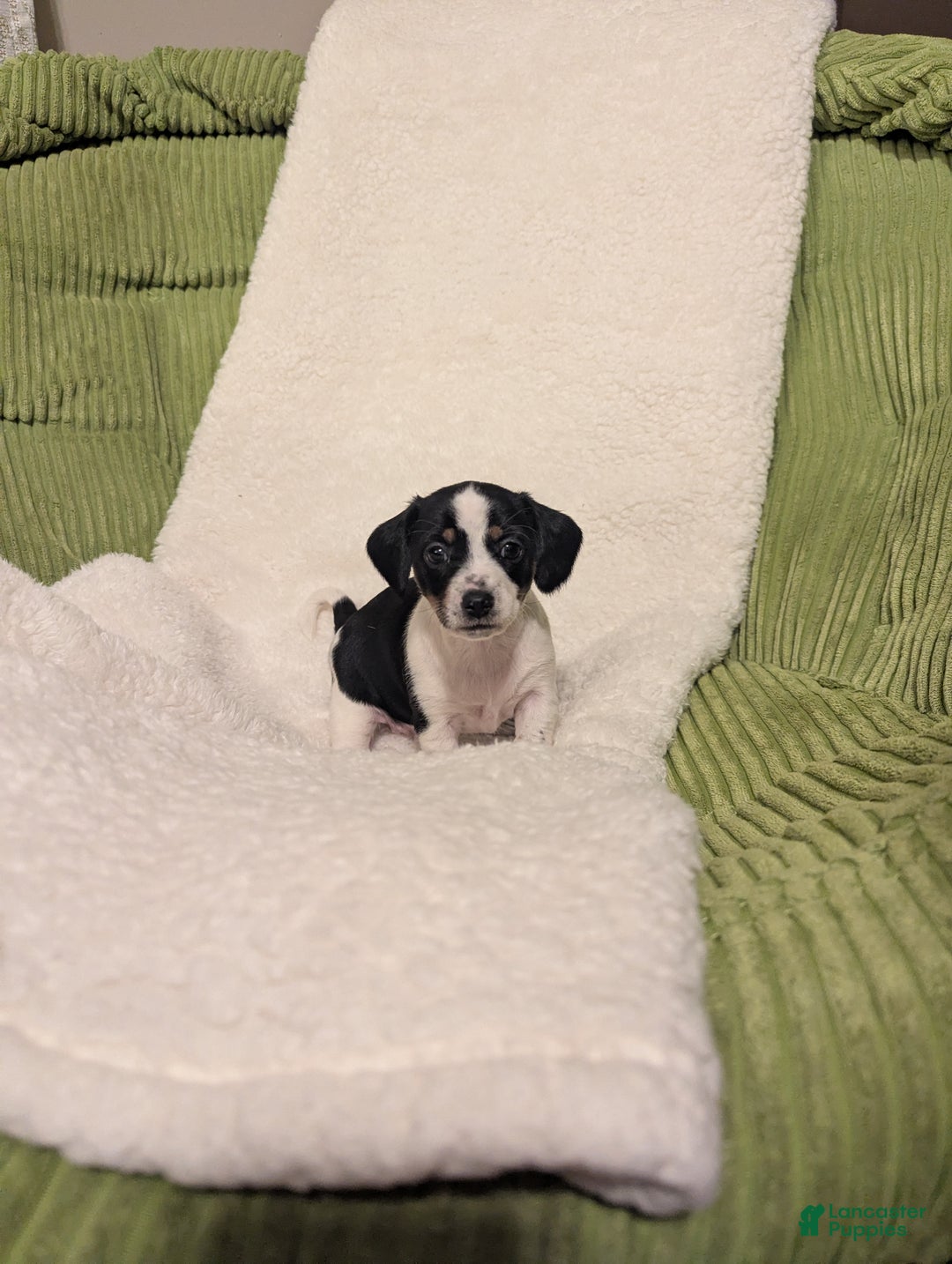 Mixed Breed dogs for sale: Pixie - Ad 7