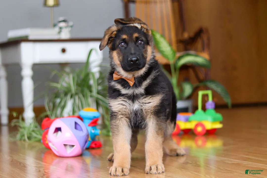 German Shepherd dogs for sale: Benson - Ad 3