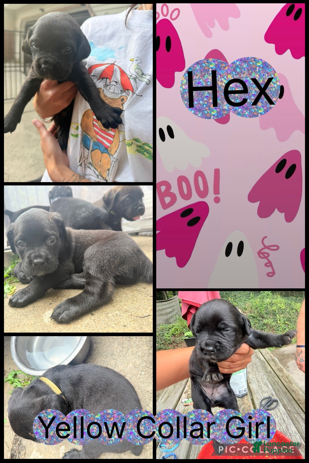 Cane Corso dogs Hex - Ad 26