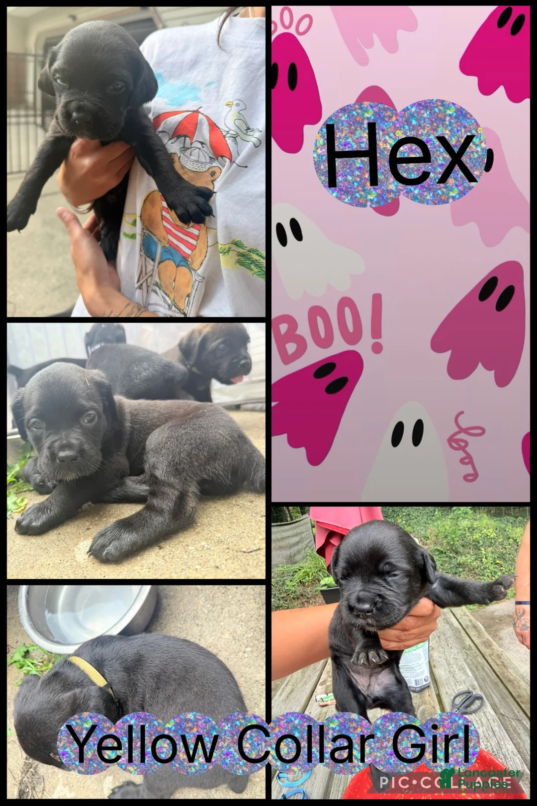 Cane Corso dogs for sale: Hex - Ad 1