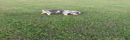 English Bulldog dogs for sale: English Bulldog 1 - Ad 8
